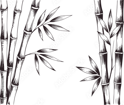 Monochrome handdrawn bamboo stalks with leaves black