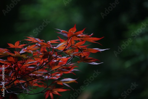 夏の紅葉