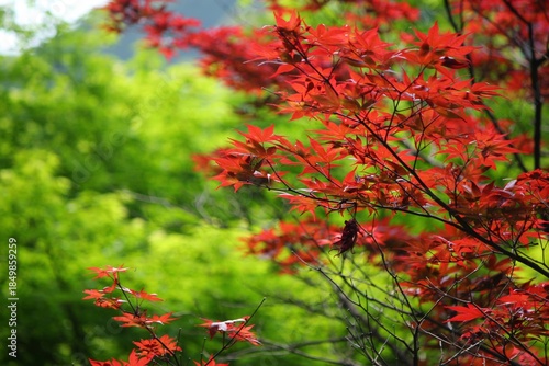 夏の紅葉