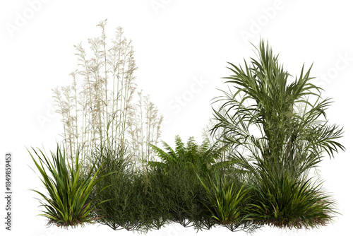 Fotografi A diverse cluster of natural green and tan vegetation, featuring tall feathery g