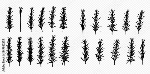 Set of hand drawn rosemary branches, aromatic herb for cooking and seasoning, isolated on transparent background.