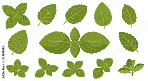 Botanical illustration of green leaf assortment evoking freshness and natural vitality