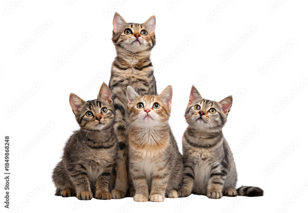 Fototapeta premium Four tabby kittens pyramid formation sitting gazing upward attentively, isolated on a transparent background