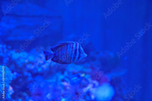 Ornamental fresh water Sailfin Tang fish