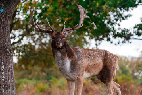 Photos fallow deer stag in woods