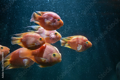 Ornamental fresh water blood parrot cichlids fish