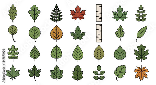Collection of outlined botanical illustrations showcasing diverse tree foliage varieties