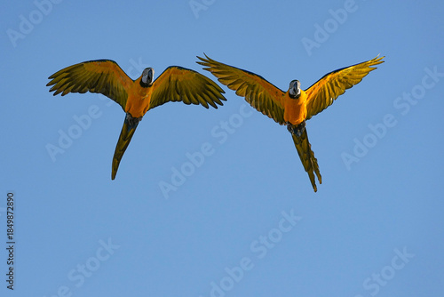 Canvastavla Parrots and macaws are kept as pets until people trust them enough not to fly away, then they are released to fly freely in the air