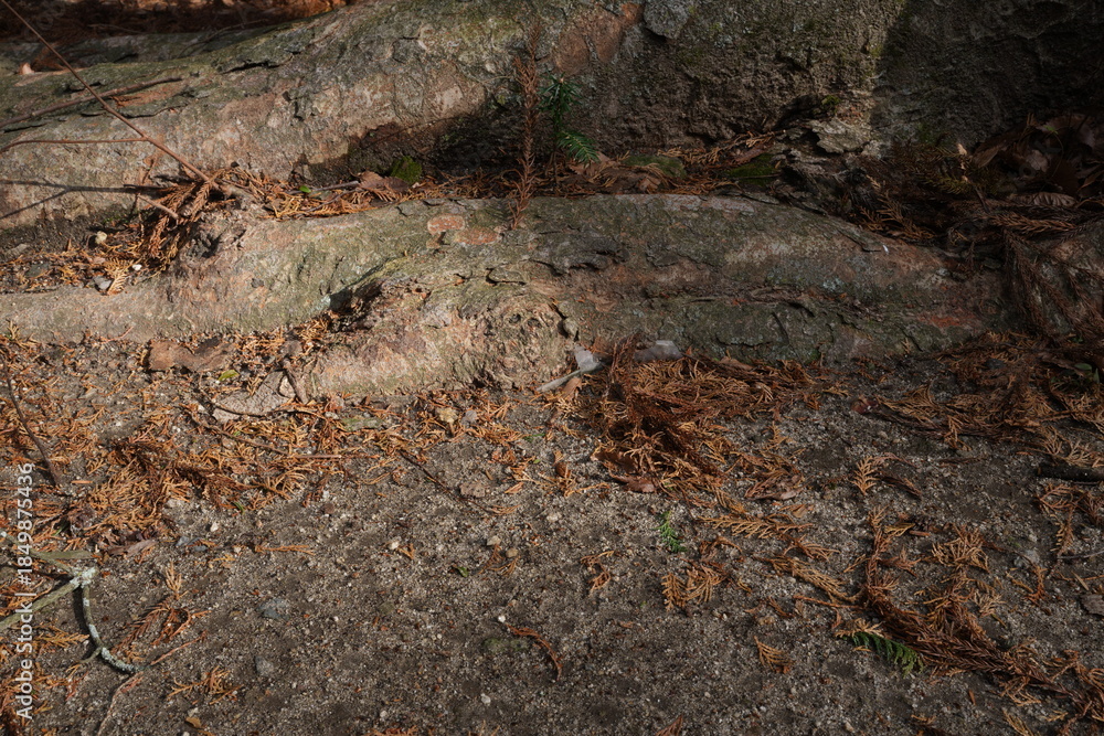 Obraz premium A rock with a lot of leaves on it. The leaves are brown and scattered all over the rock