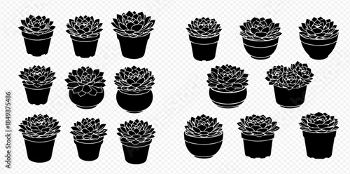Set of potted succulent plants, a collection of indoor decorative greenery in various containers, black and white silhouette illustration.