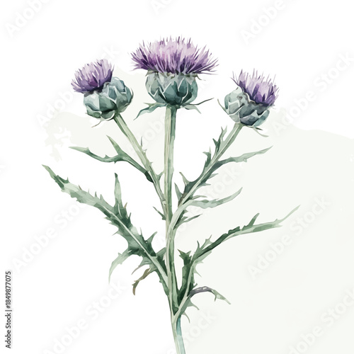A vectorized, Hand-painted style, vector set available in EPS An Elegant watercolor painting design collection_Watercolor_style_painting_of_a_milk_thistle_plant