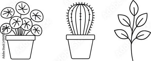 Three potted plants a succulent a cactus and a sprout isolated on transparent background