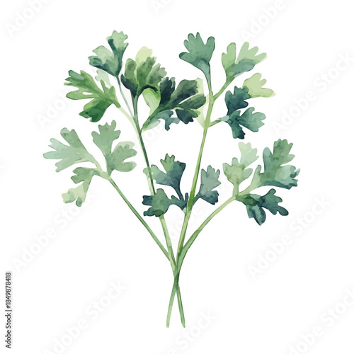 Watercolor_style_painting_of_a_parsley_plant_A vectorized, Hand-painted style, vector set available in EPS An Elegant watercolor painting design collection