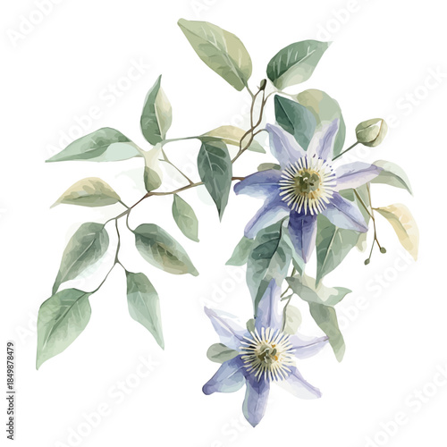 A vectorized, Hand-painted style, vector set available in EPS An Elegant watercolor painting design collection_Watercolor_style_painting_of_a_passionflower_vine