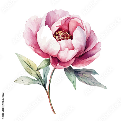A vectorized, Hand-painted style, vector set available in EPS An Elegant watercolor painting design_Watercolor_style_painting_of_a_peony_flower