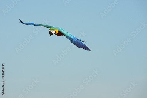 Parrots and macaws are kept as pets until people trust them enough not to fly away, then they are released to fly freely in the air.