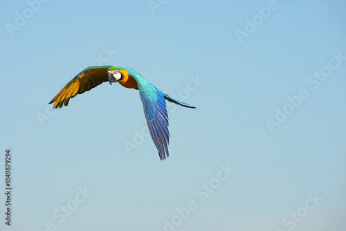 Parrots and macaws are kept as pets until people trust them enough not to fly away, then they are released to fly freely in the air.