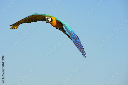 Parrots and macaws are kept as pets until people trust them enough not to fly away, then they are released to fly freely in the air.