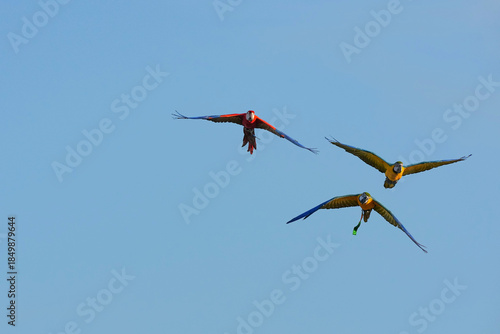 Parrots and macaws are kept as pets until people trust them enough not to fly away, then they are released to fly freely in the air.