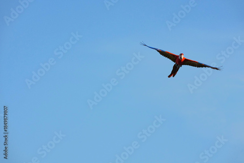 Parrots and macaws are kept as pets until people trust them enough not to fly away, then they are released to fly freely in the air.