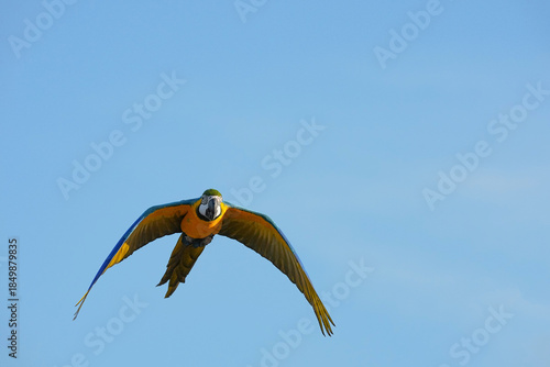 Parrots and macaws are kept as pets until people trust them enough not to fly away, then they are released to fly freely in the air.