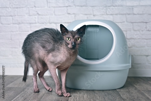 Funny Lykoi werewolf cat standing next to a self-cleaning litter box and looking at camera. Horizontal image.
