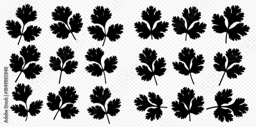 Collection of black silhouette cilantro leaves, coriander herb, vector illustration set isolated on white background.