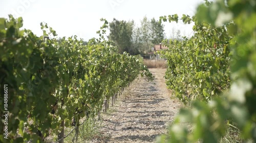Green leaves radiantly catch the mesmerizing sunlight in a serene vineyard environment, showcasing the harmony between nature and agricultural practices, fa01