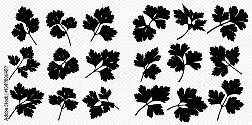 Collection of various parsley leaves silhouettes for culinary and garnish designs.