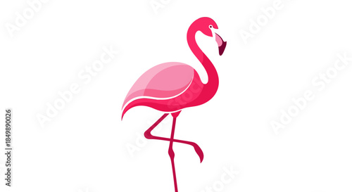 Vector illustration of a flamingo standing on one leg isolated on white background