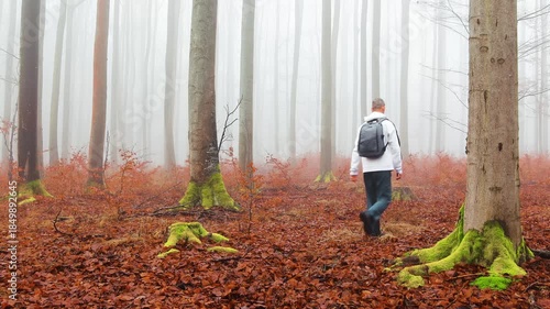 Man with backpack walking through beech forest in misty fog. Czech calm landscape