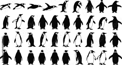 Vector silhouette collection of various penguin species standing, walking, and swimming, illustrating polar wildlife, Antarctic animals, nature, and deep sea bird concepts.