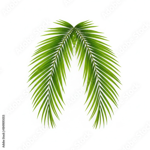 Palm leaf illustration on white background