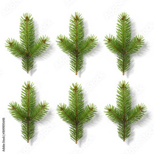 Six green fir tree branches arranged on white background