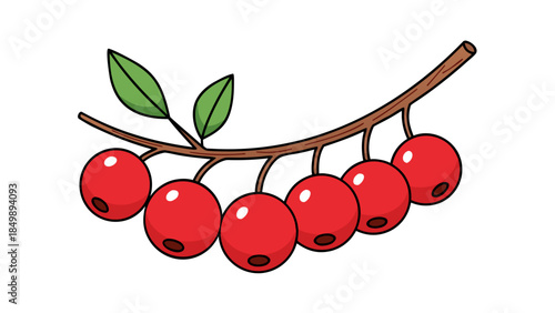 vector illustration of berries