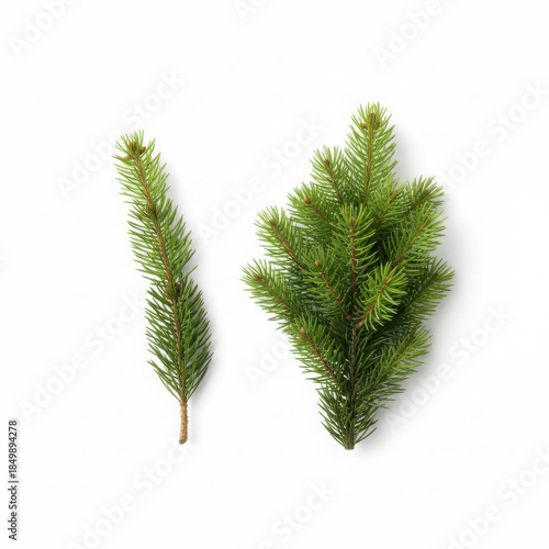Fresh green fir branches isolated on white background
