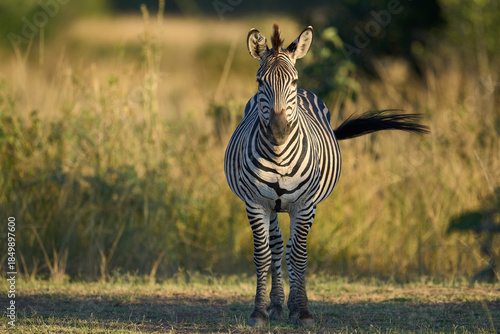 Crawshay's zebra (Equus quagga crawshayi) in South Luangwa National Park, Zambia