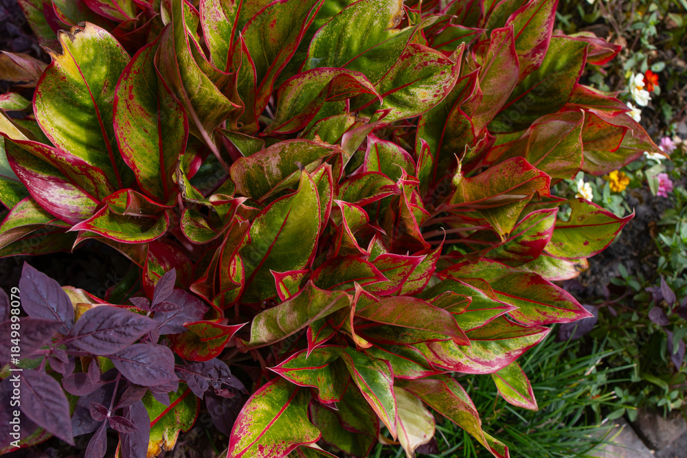 Obraz premium Chinese Evergreen potted plant with green leaves and red edging, top view