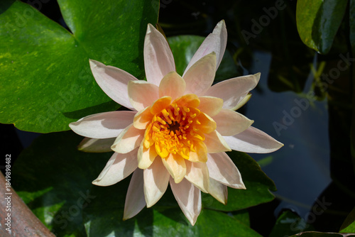 Tableau sur toile Nymphaea marliacea albida white water lily cream-colored flower head with orange
