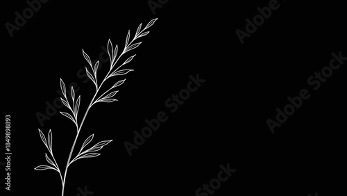 Delicate White Branch on Black Background.