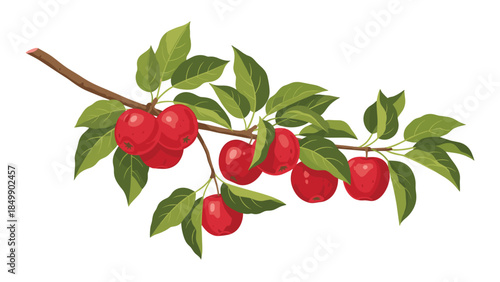 A vibrant branch displays a cluster of ripe red apples surrounded by lush green leaves, showcasing the beauty of nature's bounty.