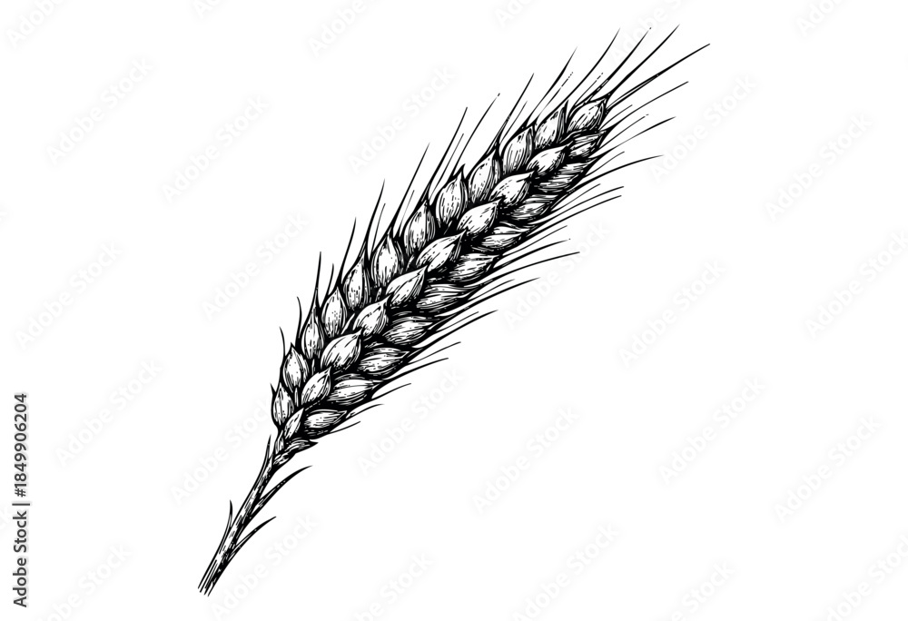 Fototapeta premium A detailed black and white sketch of a single wheat ear on a plain white background, illustrating a farm crop and its natural texture.
