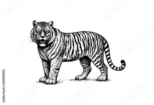A striking black and white sketch of a tiger standing proudly, showcasing its powerful physique and iconic stripes with detailed linework on a clean white background.