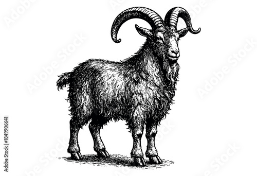 Detailed black and white hand drawn illustration of a standing goat with large curved horns and shaggy fur, isolated on a white background.