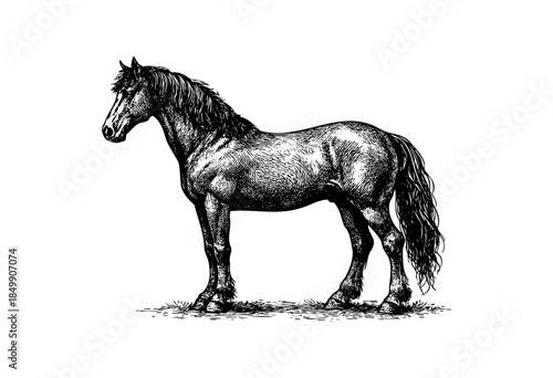 Black and white engraving style illustration of a powerful horse standing proudly on white. Ideal for vintage, farm, or equestrian themes.