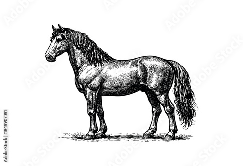 A detailed vintage black and white illustration of a horse standing gracefully on grassy ground, perfect for historical or equestrian themes.