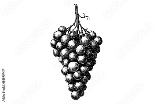 A detailed vintage engraving illustration of a ripe bunch of grapes, rendered in black and white with a textured, etched style against a clean white background.