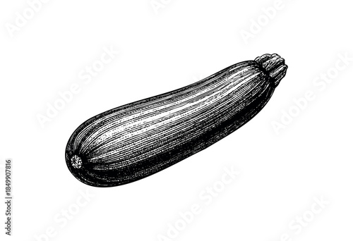 Black and white line art illustration of a single fresh zucchini vegetable, isolated on a clean white background, perfect for culinary or health content.
