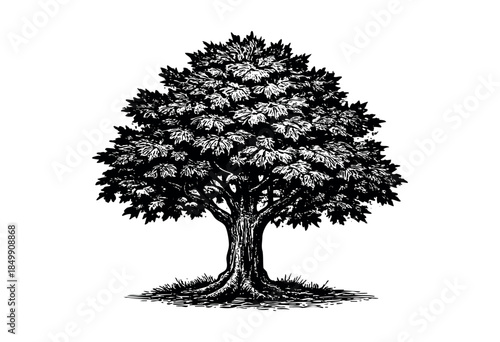 A detailed black and white ink illustration of a mature deciduous tree with a full canopy of leaves, standing on grassy ground with visible roots.