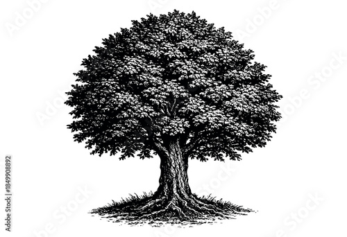 A striking black and white illustration of a mature oak tree, showcasing intricate leaf detail, a thick trunk, and exposed roots, set against a clean white background.